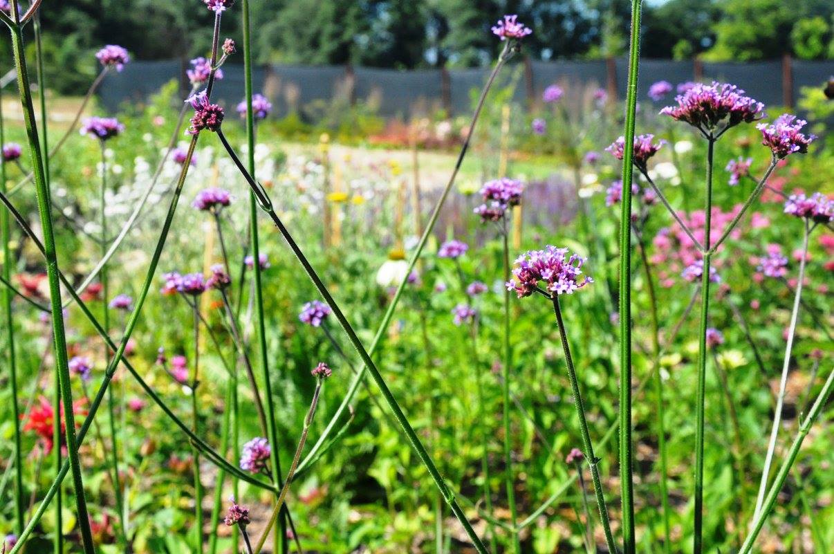 13708268_1046363335445773_1535063272429221367_o